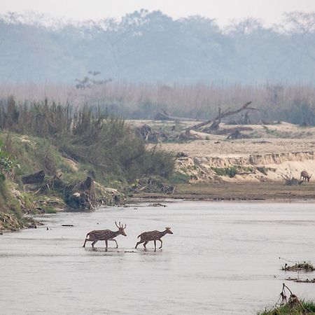 Sanctuary Chitwan National Park צ'יטוואן מראה חיצוני תמונה