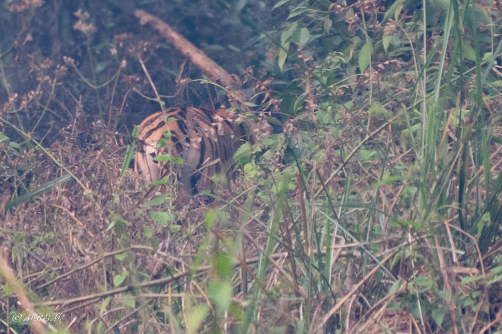 Sanctuary Chitwan National Park צ'יטוואן מראה חיצוני תמונה