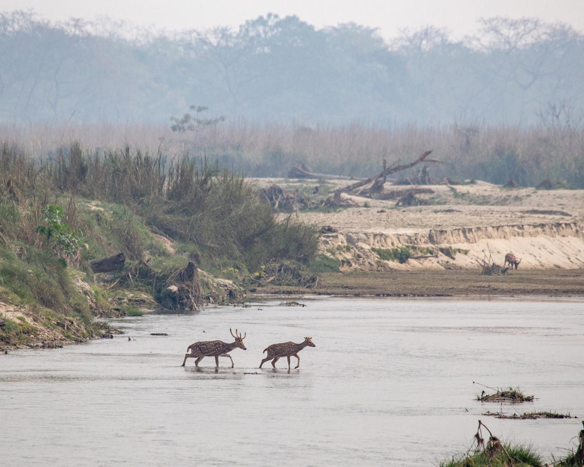 Sanctuary Chitwan National Park צ'יטוואן מראה חיצוני תמונה