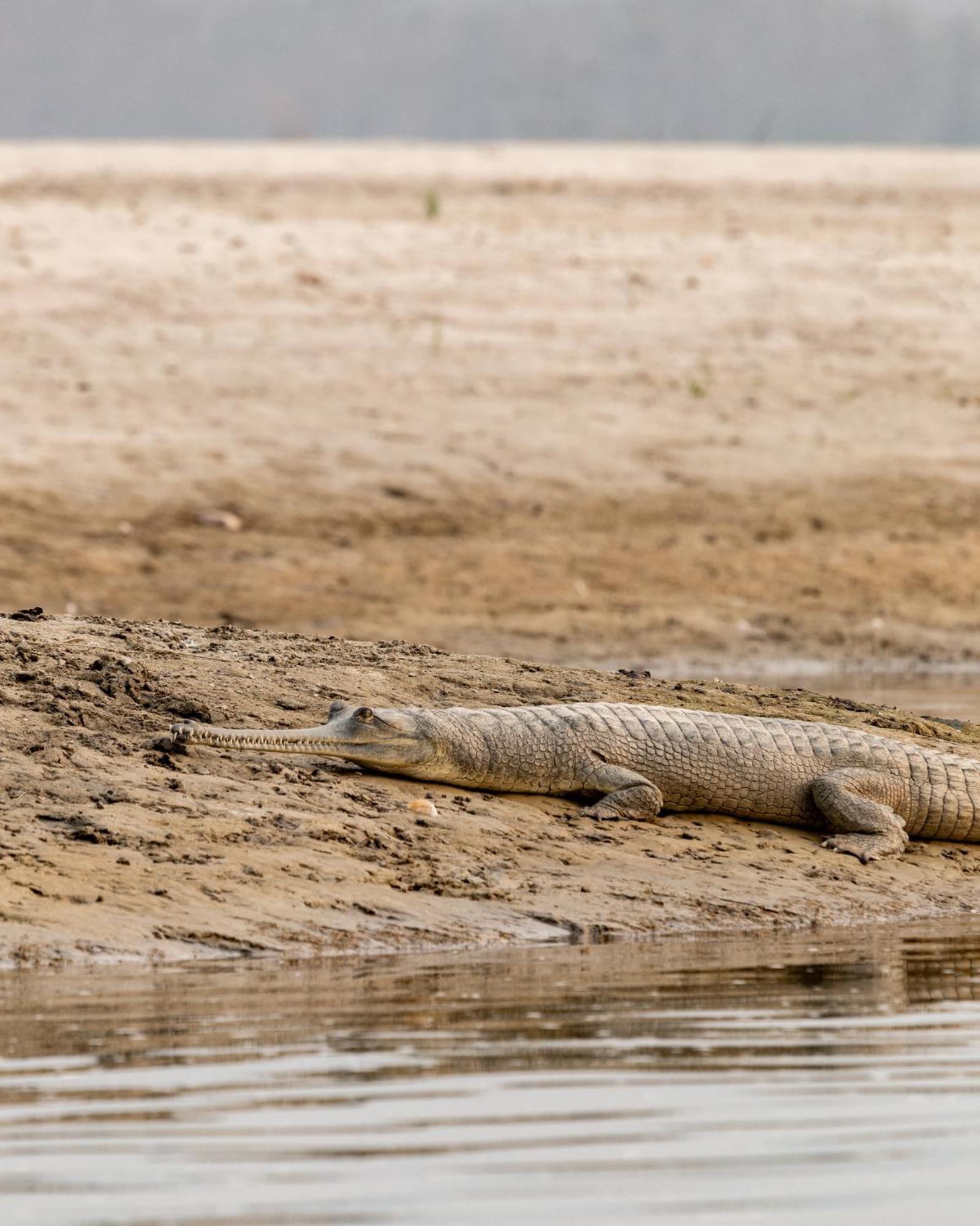 Sanctuary Chitwan National Park צ'יטוואן מראה חיצוני תמונה
