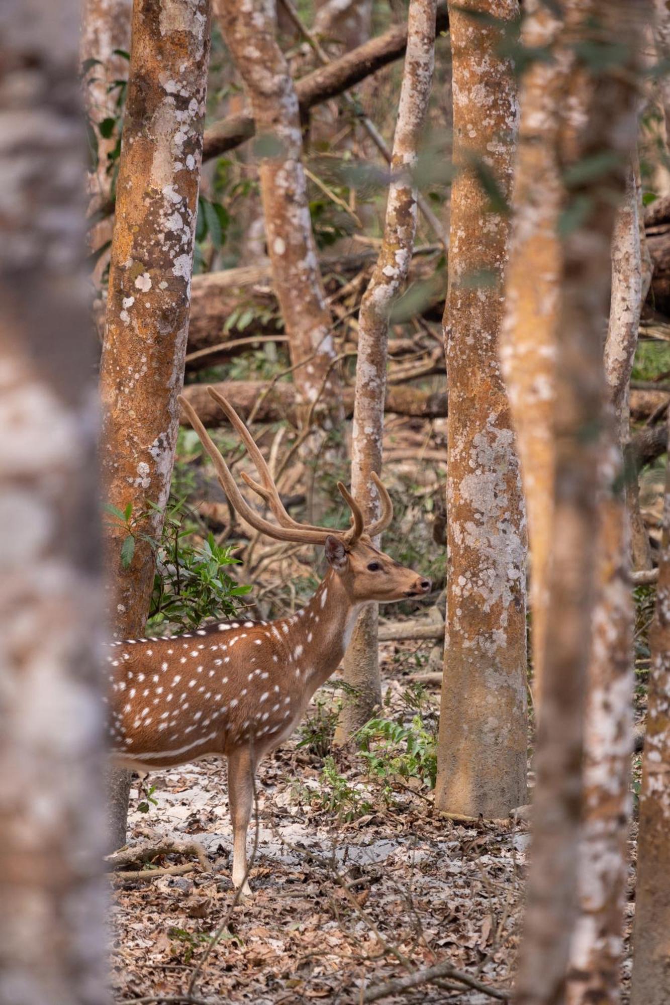 מלון Sanctuary Chitwan National Park מראה חיצוני תמונה