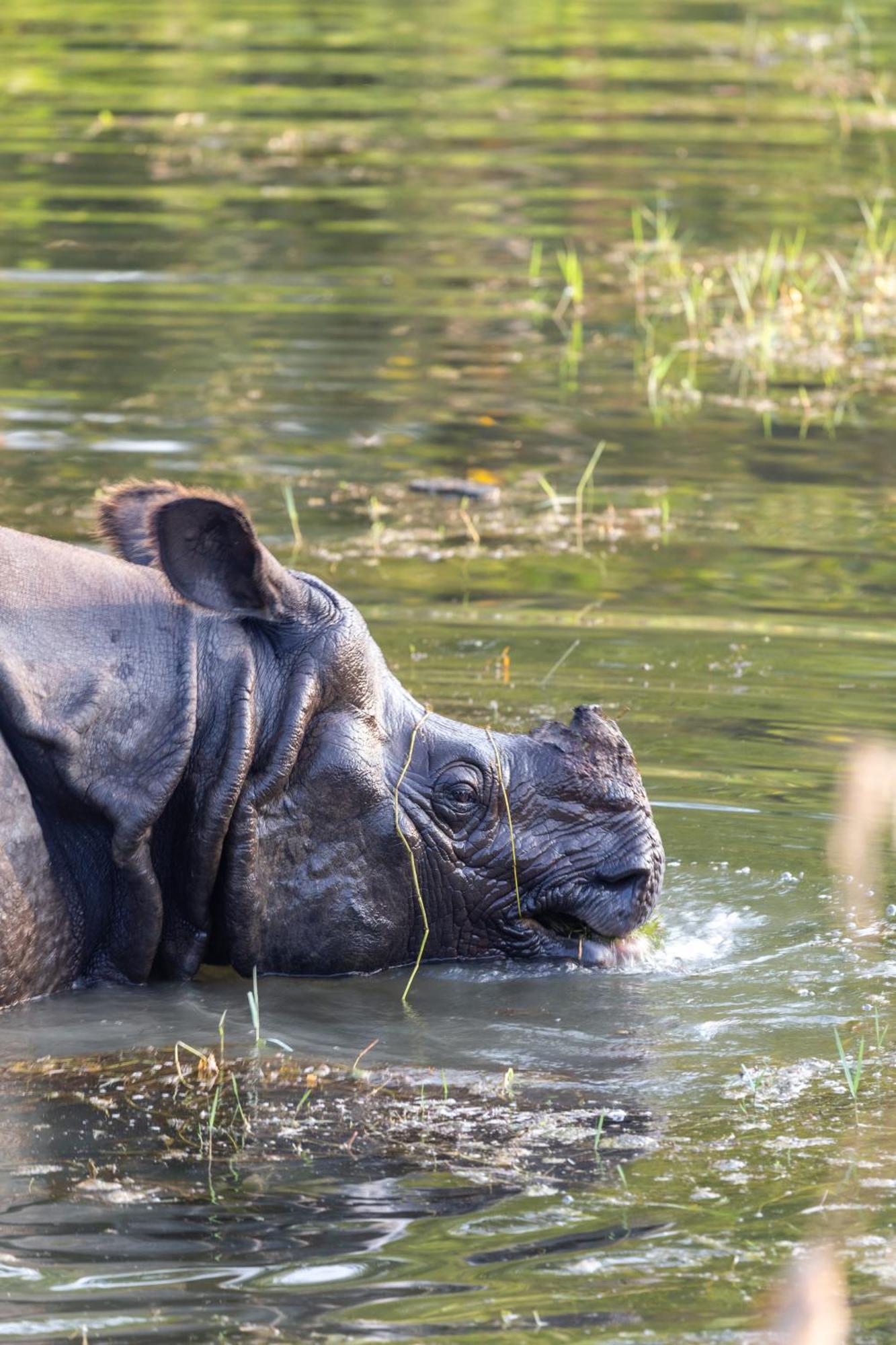 Sanctuary Chitwan National Park צ'יטוואן מראה חיצוני תמונה
