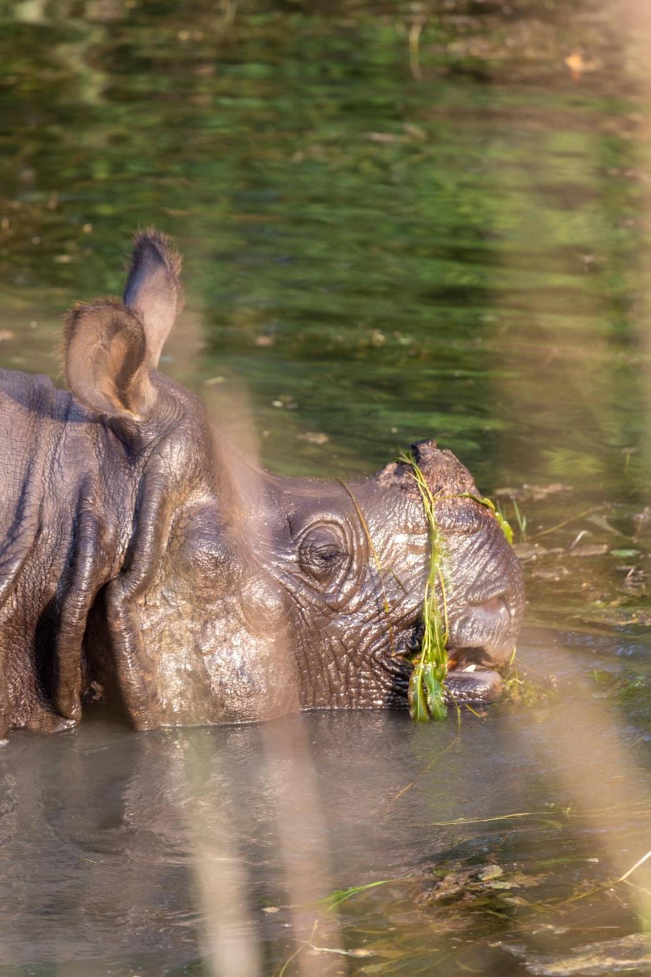 מלון Sanctuary Chitwan National Park מראה חיצוני תמונה