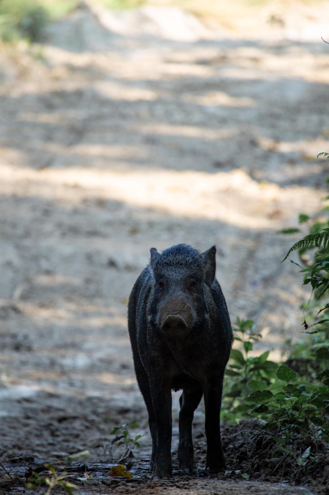 Sanctuary Chitwan National Park צ'יטוואן מראה חיצוני תמונה
