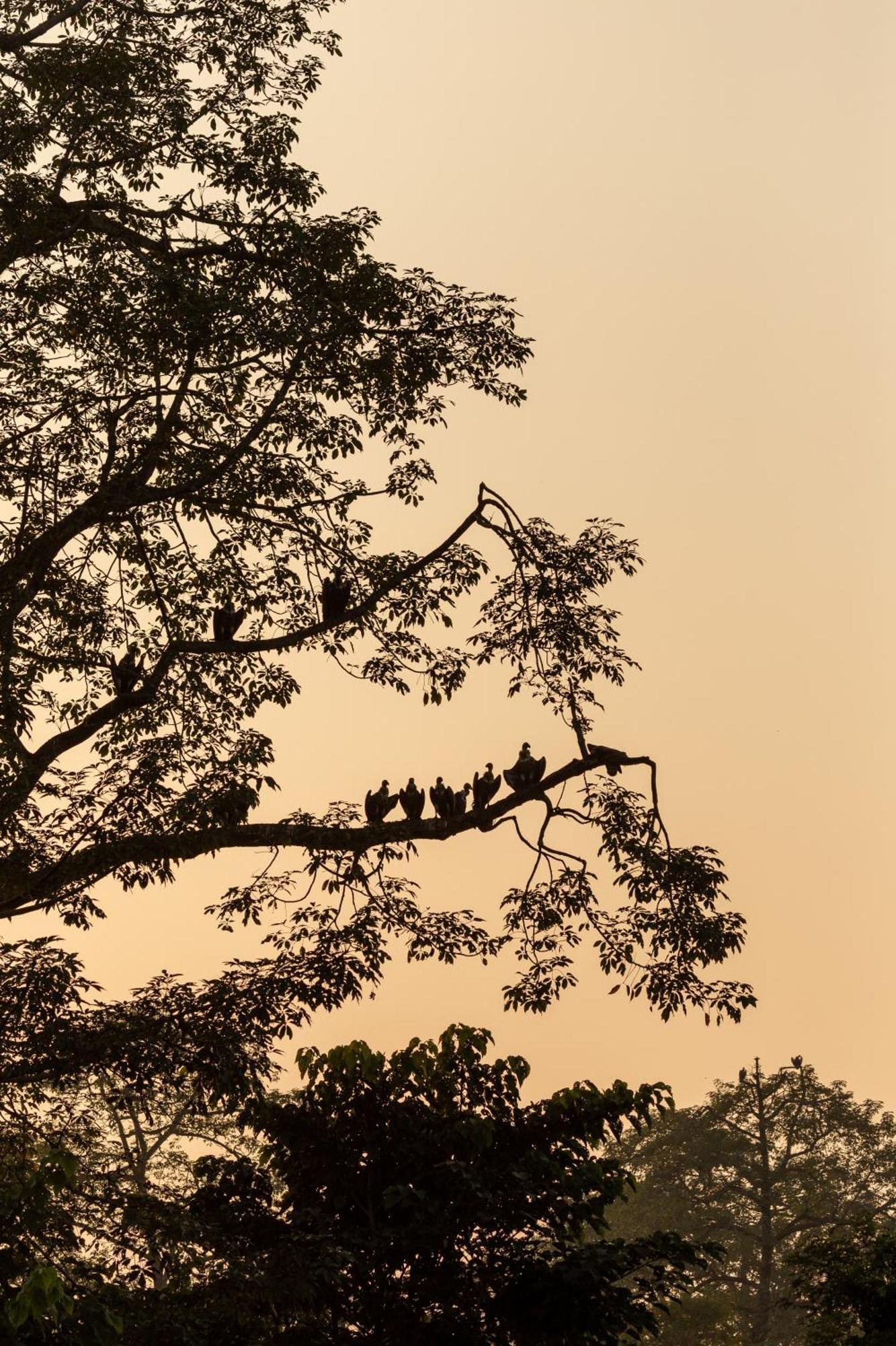 Sanctuary Chitwan National Park צ'יטוואן מראה חיצוני תמונה