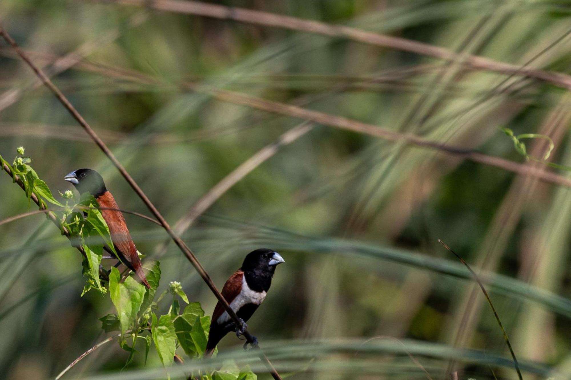 Sanctuary Chitwan National Park צ'יטוואן מראה חיצוני תמונה