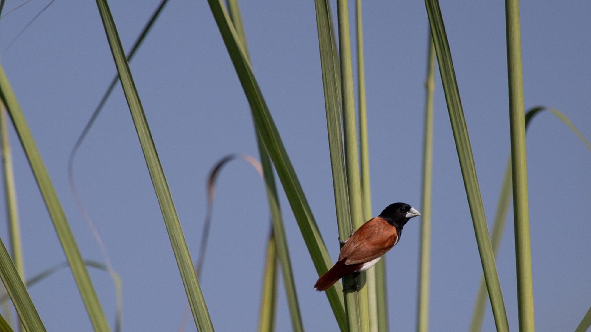 Sanctuary Chitwan National Park צ'יטוואן מראה חיצוני תמונה